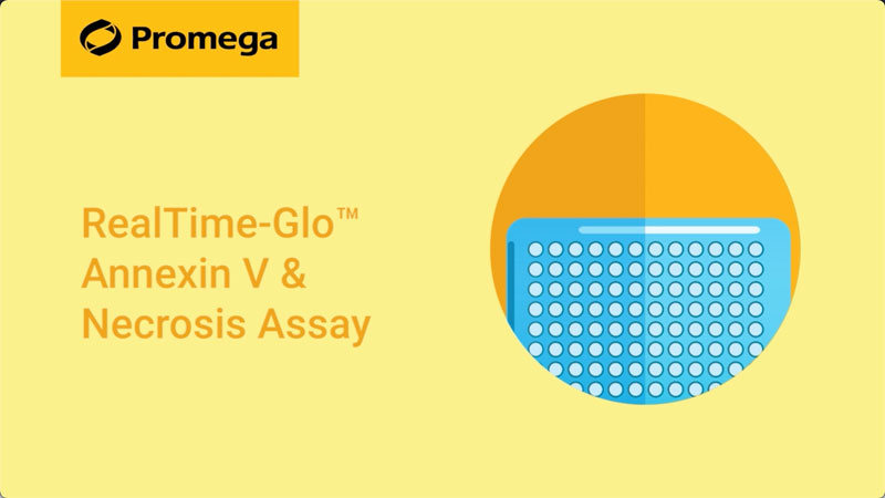 Realtime Glo Annexin V Apoptosis And Necrosis Assay
