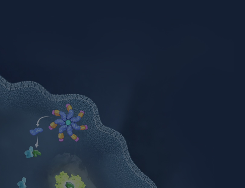 CaspaseGlo_rr_812x624