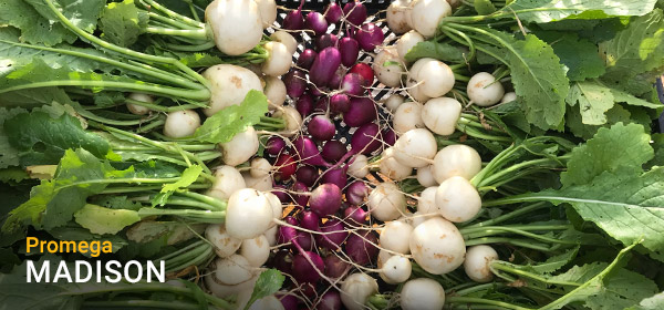 Produce from Blue Bird Farms