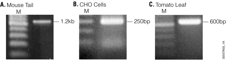 PCR products amplified from purified mouse tail DNA 3253ta02-1a-900x257