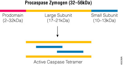 The active caspase enzyme.