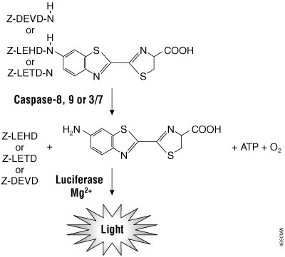 Caspase-8, -9, -3/7 cleavage of the proluminogenic substrates containing LETD, LEHD or DEVD, respectively.