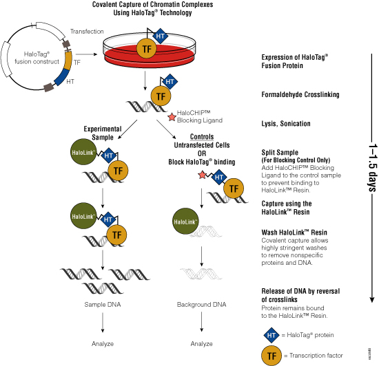 Histone Modification Chart