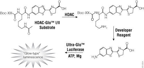 The single-reagent-addition HDAC-Glo™ I/II Assay. Figure# 8818MA