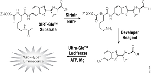 The single-reagent-addition SIRT-Glo™ Assay.