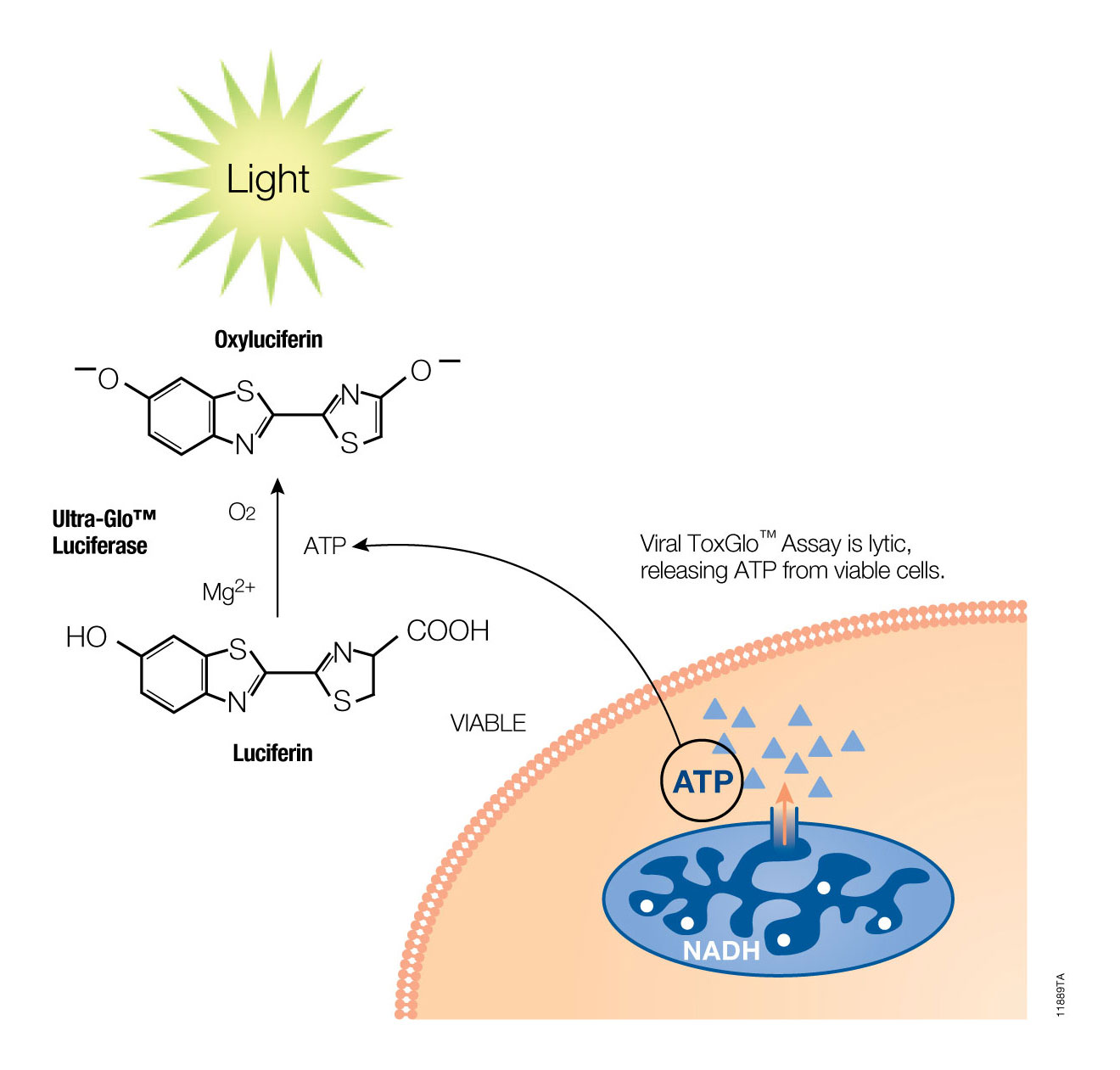 Viral ToxGlo™ Assay Determine Viral CPE or Monitor Compounds for