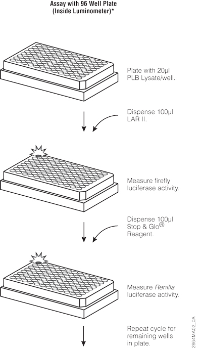 Dual-Luciferase® Reporter Assay System