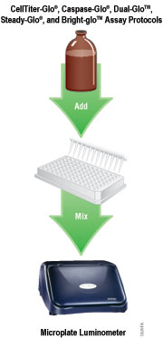 Celltiter Glo Luminescent Cell Viability Assay – AGINZ