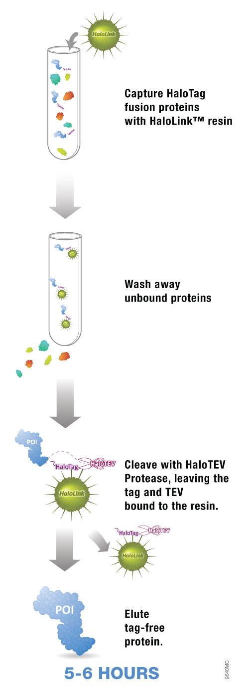 Mammalian Protein Purification
