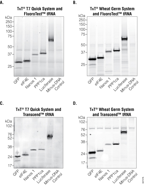 NonRadioactive Detection of Proteins Expressed in CellFree Expression