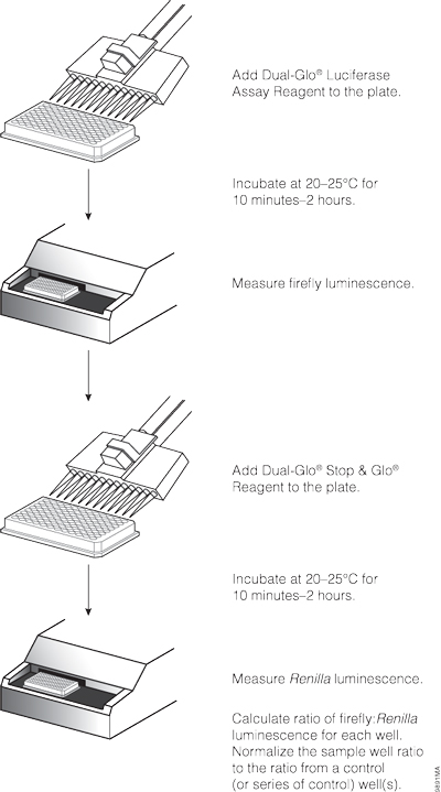 Dual-Glo® Luciferase Assay System