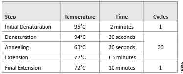 protocol vector t easy Vector Long Mix Master GoTaq Using T for PCR Cloning protocol vector t easy Vector Long Mix Master GoTaq Using T for PCR Cloning